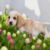 White and tan male Bassett Hound