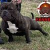 American bully's for stud all classes