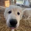 UPDATED AKC Great Pyrenees puppies $500