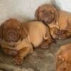 French mastiff puppies