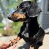 Miniature dachshund