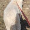 Akc Komondor Standing at Stud