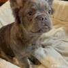 AKC registered Lilac Full Fluffy French bulldog available for stud only $750
