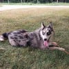 Pomsky puppy blue merle