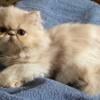 Persian female soft fluffy