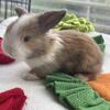 7 Holland Lop baby Bunnies