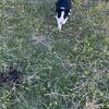 Border collie