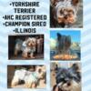 Yorkshire Terrier Stud Service