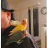 BABIES  BABIES  BABIES TAME PEACH FACE LOVE BIRDS Brooksville Florida