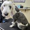 Standard sheepadoodle