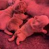 French Bulldog Puppies