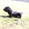 Nano black tick chest  male 7" tall punch grand son 10 months old