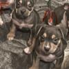 American bully 7 weeks old 2 females 1 male