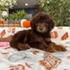 Labradoodle Puppy For Sale - $800