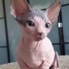 Sphynx kittens for sale