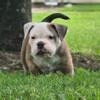 Female bully 12 weeks amazing pedigree