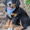 Violet-Bernese Mountain Dog
