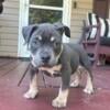 Female bully puppy for sale