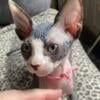 Hairless Sphynx girl kitten  Leela  ready now