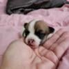 Purebred Female Chihuahua Puppy