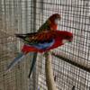 Eastern Rosellas Pair