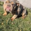 Lilac tri English bulldog female 8months