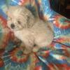 6 Shih-Poo puppies for sale