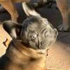 French Bulldog Puppies Ready for Their New homes