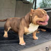 Chocolate Tri Bully Puppies  