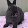 Adorable Black Netherland Dwarf Buck Looking For A Loving Home!