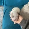 Beautiful pit bull puppies 4 left 7579803155