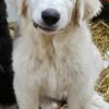 Male Great Pyrenees Pup