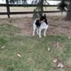 Charming, cute Rat Terrier puppies for sale