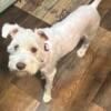 7 month old Female Mini Schnauzer $400