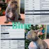 1 available AKC male Lilac Frenchie 