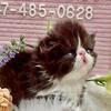 Purebred Persian kittens CFA registration