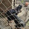 AKC Rottweiler puppies (update)