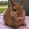 Adorable Orange Netherland Dwarf Buck Looking For A Loving Home!