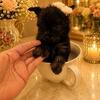 Yorkie female black n chocolate