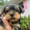 Male Yorkie puppy available