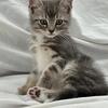 Ragdoll mix kittens kitten