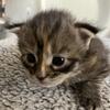 "WILLA"  TORBIE MAINE COON FEMALE KITTEN