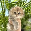 Scottish Fold Girl 