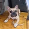 Male French Bulldog