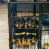 Quality Rottweiler Males