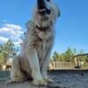 Anatolian Shepherd mix Puppies