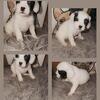Boy pup ready for new home