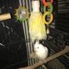 Albino Cockatiel, Two years old