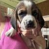 Basset hound pups