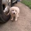 Great Pyrenees